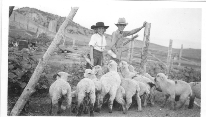 Legacy on the Line: Wyoming Sheep Ranchers Struggle with Labor, Imports, and Market Disruption 