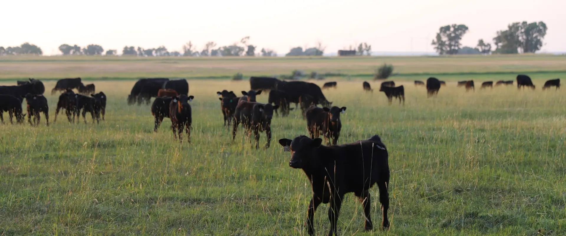 Make a difference in Wyoming agriculture. 