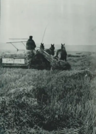 Historical photo of horses drawing a vintage plow.